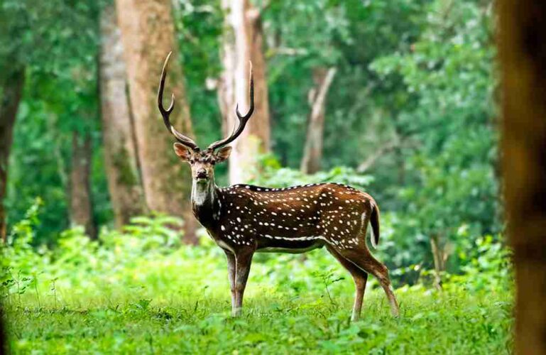 14. रालामंडल वन्यजीव अभ्यारण्य इंदौर - इंदौर टूरिस्ट प्लेस